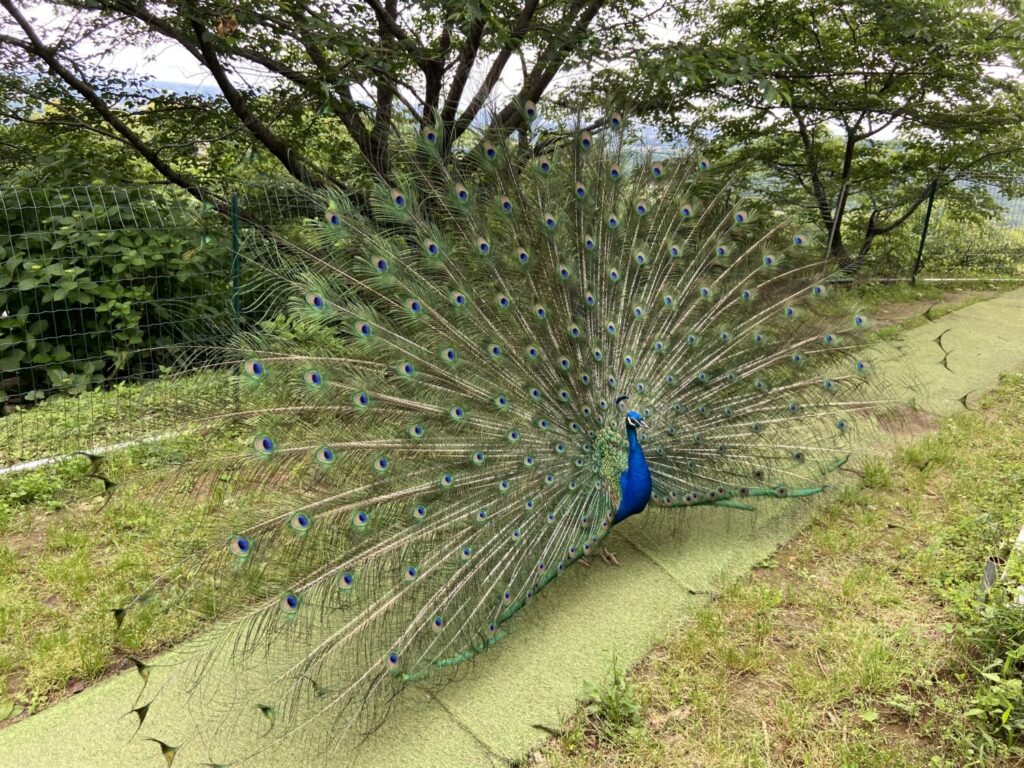 雨引山の孔雀